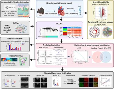 Identification of immune-related genes and small-molecule drugs in hypertension-induced left ventricular hypertrophy based on machine learning algorithms and molecular docking